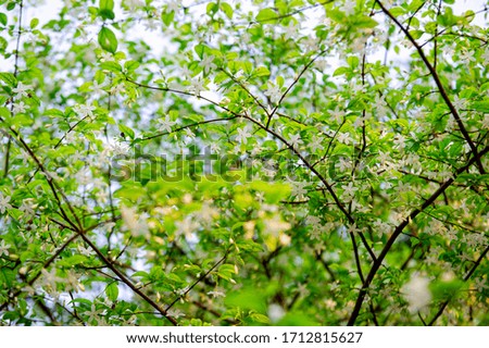The tree has green leaves and white flowers, beautiful and fragrant.
