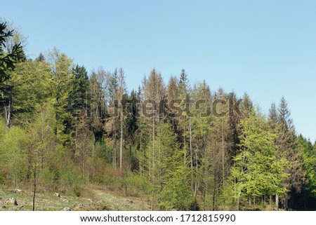 dying spruce in the forest because of dryness and global warming and bark beetle