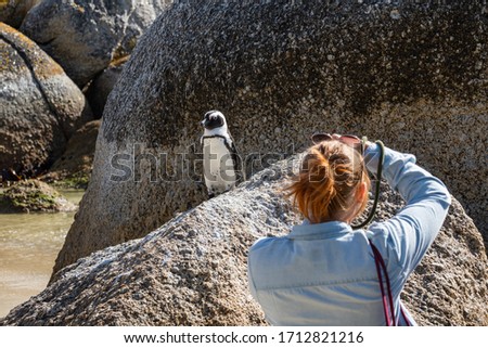 A woman, back view, take pictures from african penguin on a rock at Boulders Beach, Simonstown , South Africa