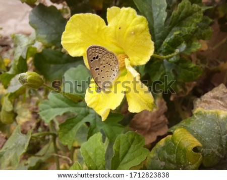 Lovely butterfly is sitting on the flower. butterfly on the flower .  