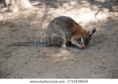 the red necked pademelon is eating fruit
