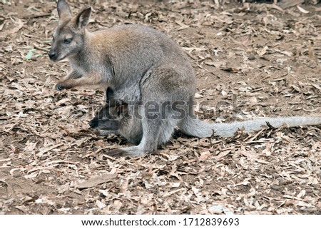 the red necked wallaby is a brown and grey wallaby with a joey in her pouch