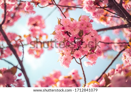 Close up picture of pink blooming cherry blossoms, copy space