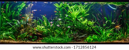 A green beautiful planted tropical freshwater aquarium with fishes,zebra angelfish pterophyllum scalare aquarium  Royalty-Free Stock Photo #1712856124