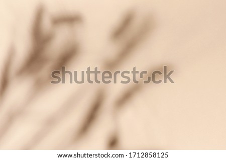 Top view of wheat and rye ears  shadow on sand color beige background. Flat lay. Minimal summer  and autumn concept with leaf.   Royalty-Free Stock Photo #1712858125