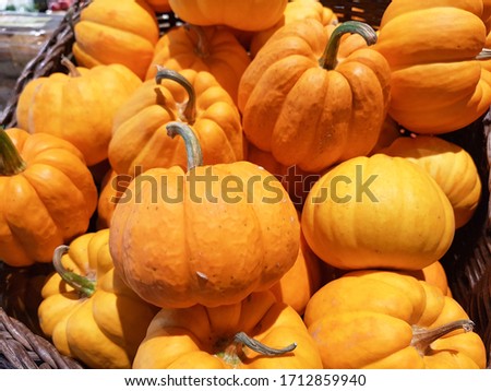 Mini Pumpkin Autumn Halloween on Harvest Season.