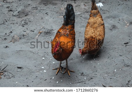 Chicken are eating rice, stock images 