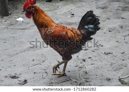 Raw chicken photo at outdoor, stock images 