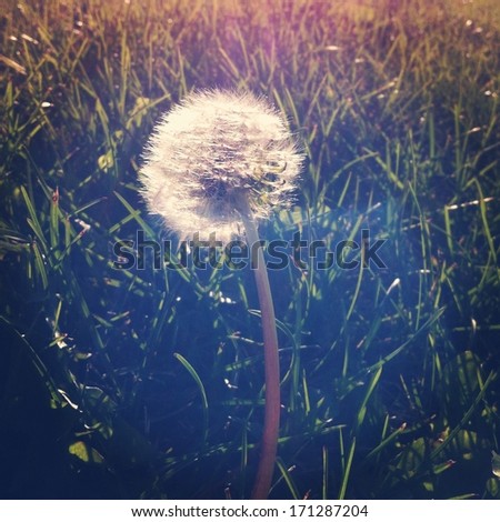 Dandelion in grass with lighting effects - instagram