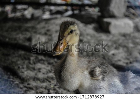 duck images hd , stock images 