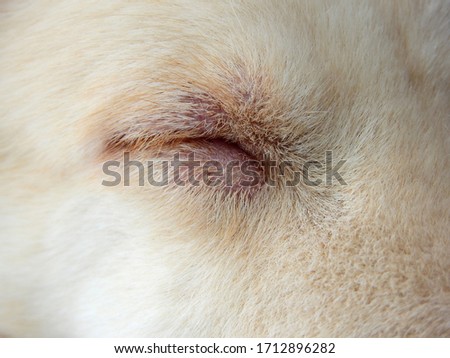 close up view eye of dog sleeping
