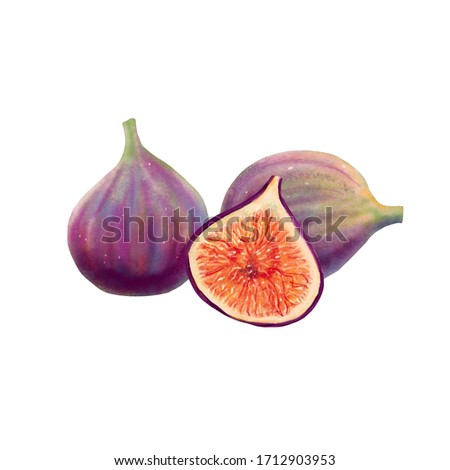 Ripe fresh figs group in digital watercolor. Hand drawn illustration isolated on white background. Whole and half cut fruits arrangement of three pieces. For food packaging and menu design
