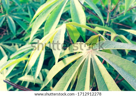 Cassava leaves in the rainy season of the farmers