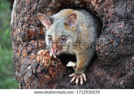 Common Brushtail Possum in tree hole at Jervis Bay, NSW Australia