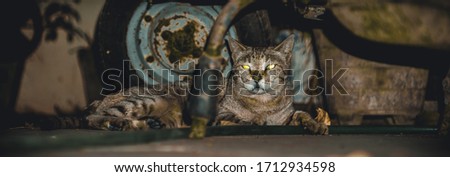 Cute Indian common male cat with selective focus