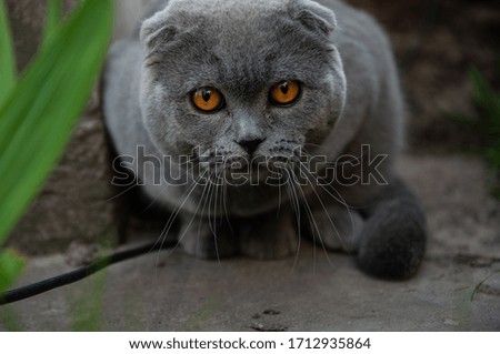 A cute and beautiful British Shorthair cat walks in nature. The British gray cat is lazily resting. The pet is looking forward. British cat on a background of green shrubs