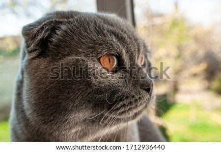 Cute beautiful cat. Gray british shorthair cat in nature. Gray british playful shorthair cat lazily resting in nature.