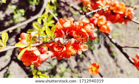 Blooming japanese quince. Bright orange quince inflorescences. Macro image. Bright photo of a flowering bush in the garden.