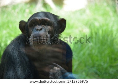 chimpamzee  portrait in forest