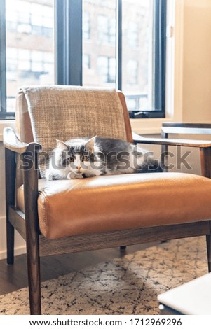 A grey and white cat laying on an orange armchair while looking at the camera with light and haze coming from the windows behind it.
