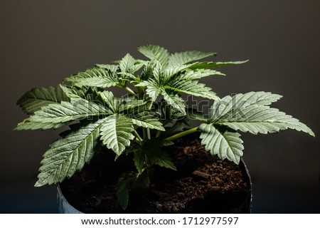 young hemp plant or cannabis or marihuana Royalty-Free Stock Photo #1712977597