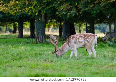 Wild deer with beautiful horns in the Phoenix park, Dublin, Ireland. Deer graze on the green field and trees in the background in summer.