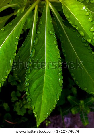 Green leaf of plant with natural water drops surrounding the leaf. Rain drops 
