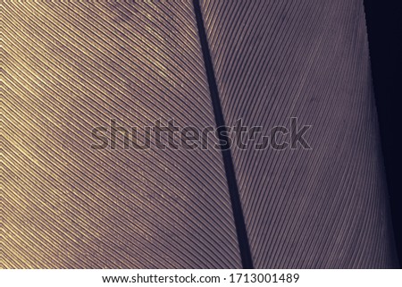 Close up Beautiful purple Bird feather background pattern texture for design .  Macro photography view. 