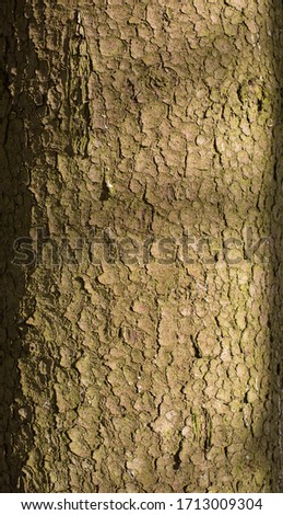 Vertical close-up of old brown and green dry tree bark. Wood pattern. Natural Background/Textures