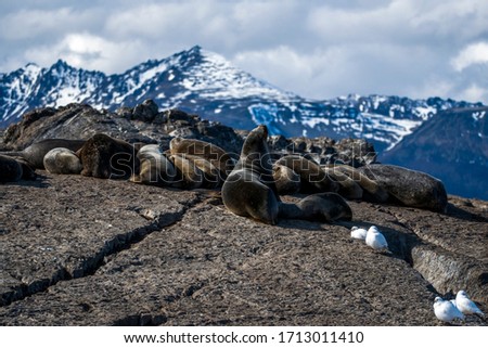A colony of seals resting on a rock in the Beagle Channel near Ushuaia, Argentina Royalty-Free Stock Photo #1713011410
