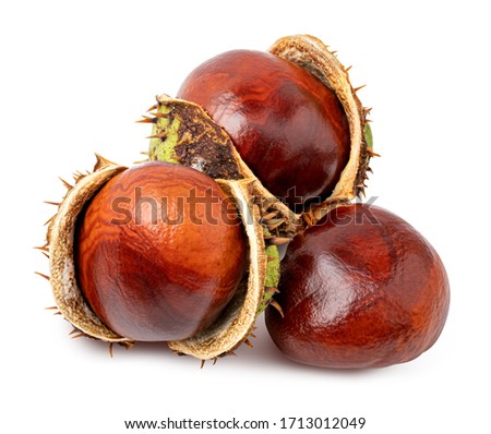 Chestnut isolated on white background Royalty-Free Stock Photo #1713012049