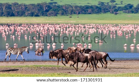 Zebras and wildebeests in the Ngorongoro Crater, Tanzania, flamingos in the background