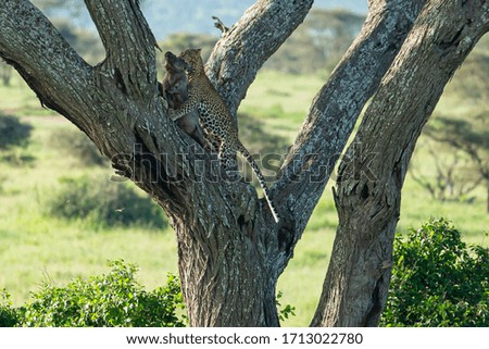 Leopard climbing on acacia tree carrying his prey - dead warthog -Africa, Tanzania, Serengeti