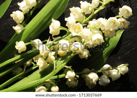 Photography of bit of lily of the valley on slate for nature illustrations