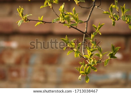 budding leaves on tree branches