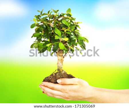 Woman hands holding plant over nature background 