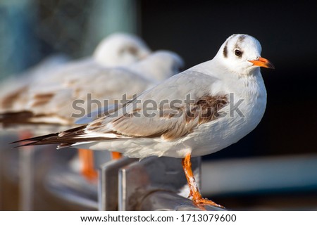 Three seagulls on the railing