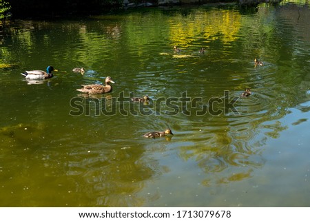 Ducks with chicks swimming in a pond