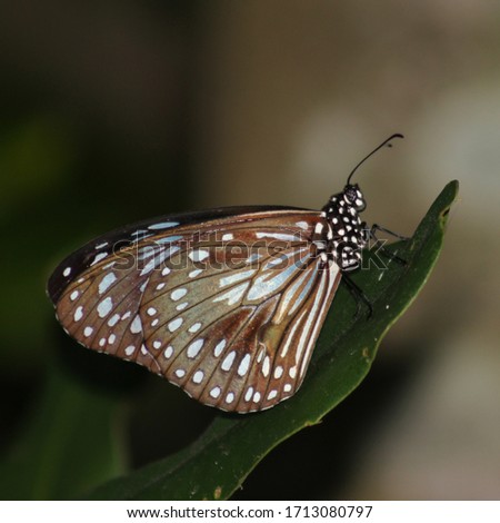 A close-up photograph of a Blue Tiger Butterfly (Tirumala hamata) resting on a leaf of a macadamia tree in Brisbane, Australia. 