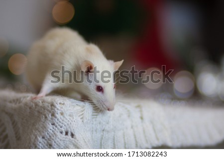 Rat is the symbol of Chinese New Year 2020