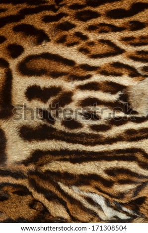 king cheetah fur texture