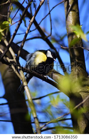 Great tit (lat.Parus major)  .The bird sits on a branch. Sun baths.