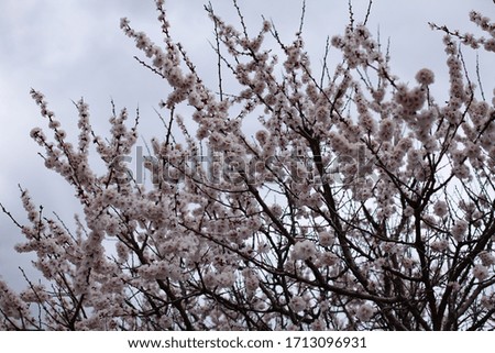 flowering cherry tree on a blurry sky background
