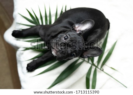 French bulldog puppy near palm leaves