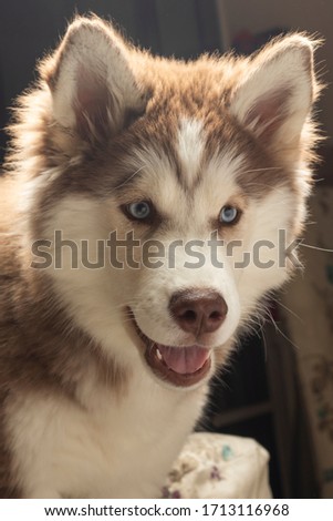 5 months old brown white female siberian wolf