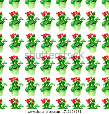 Seamless pattern of flowers, Primula on a white background. Pattern of Primula. Texture, layout of Primula