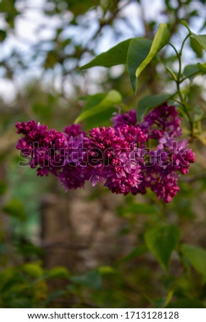 very beautiful spring flowers,  blooming lilac bush in the sun