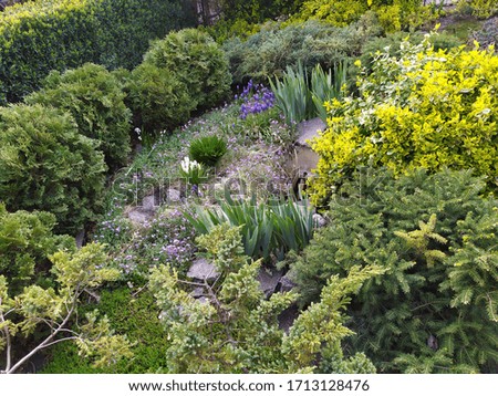 Sunny morning. Beautiful flowerbed surrounded by thuja.