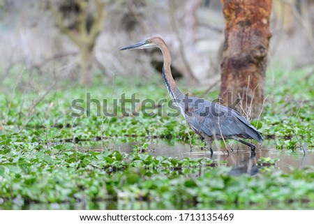 The Goliath heron (Ardea goliath), also known as the giant heron. It is found in sub-Saharan Africa.