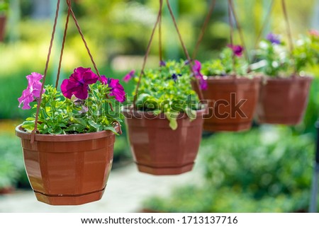 purple flowers in a pot